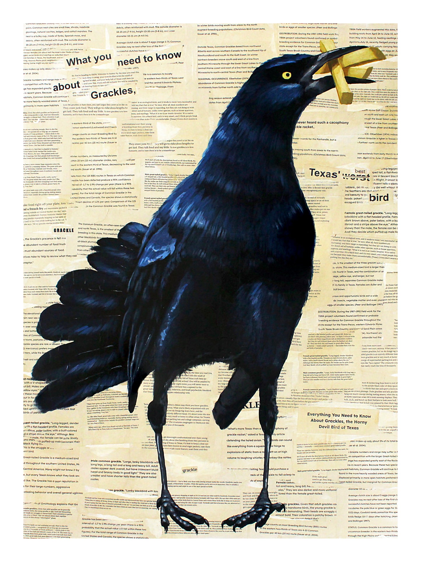 What You Need To Know About Grackles Print 9x12